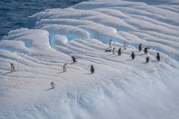 Antarctica-South Georgia Island-Coopers Bay Penguins on iceberg